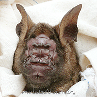 Hipposideros armiger